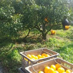 🌸シーズン真っ只中🌸【四国 九州 本州のお客様用】ムーンストーン ポメロ