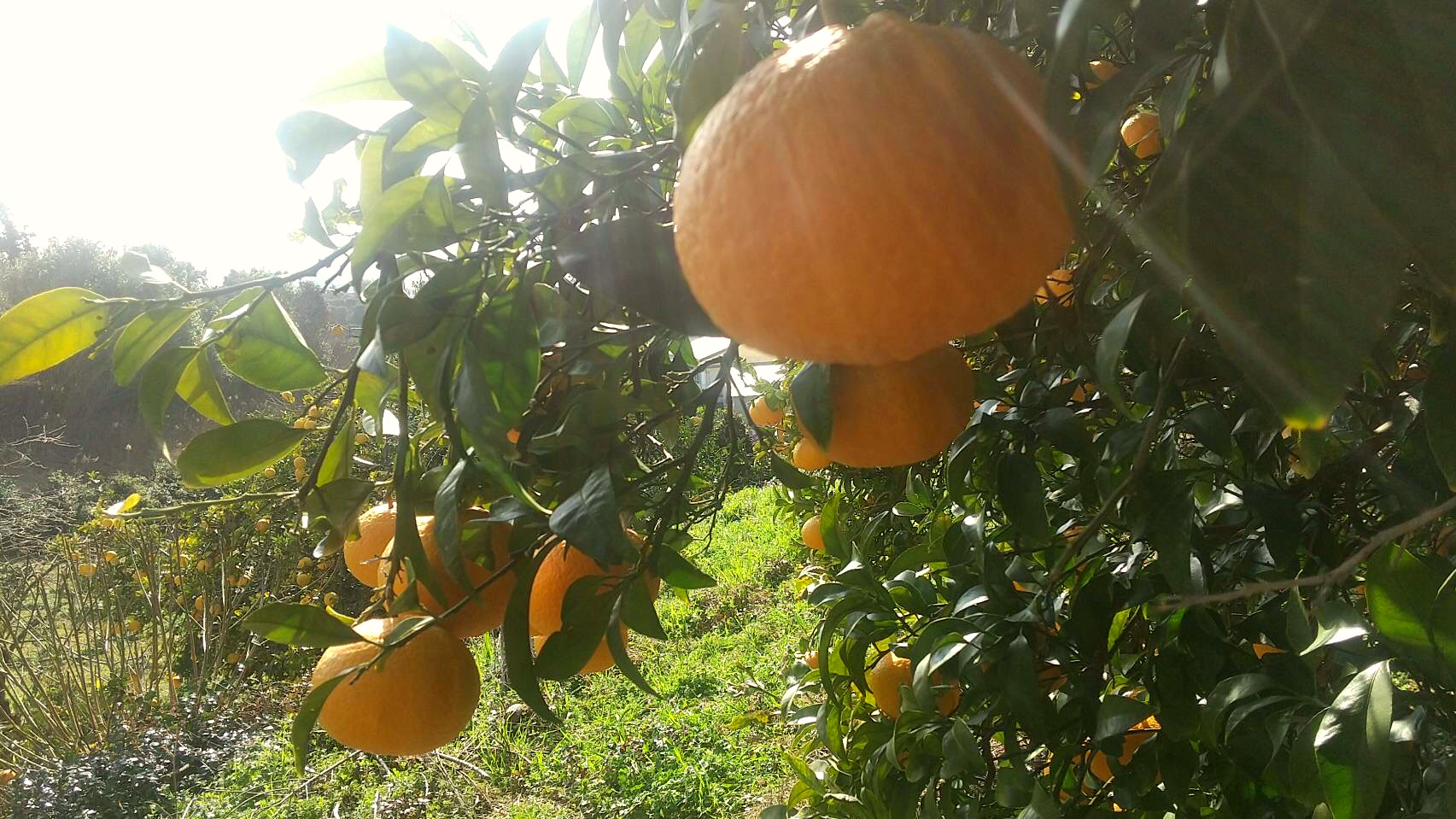 🌸シーズン真っ只中🌸【四国 九州 本州のお客様用】ムーンストーン ポメロ