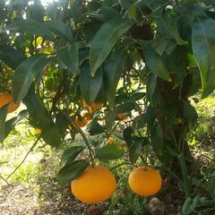 🌸シーズン真っ只中🌸【四国 九州 本州のお客様用】ムーンストーン ポメロ