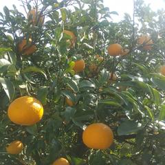 🌸シーズン真っ只中🌸【北海道 沖縄のお客様用】ムーンストーン ポメロ