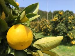 🌸シーズン真っ只中🌸【四国 九州 本州のお客様用】小夏／こなつ（えひめ県産）【訳あり】