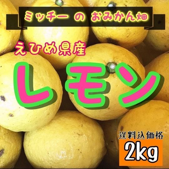 【四国 九州 本州のお客様用】フルーツ果物くだもの果実みかん柑橘《レモン／えひめ産》