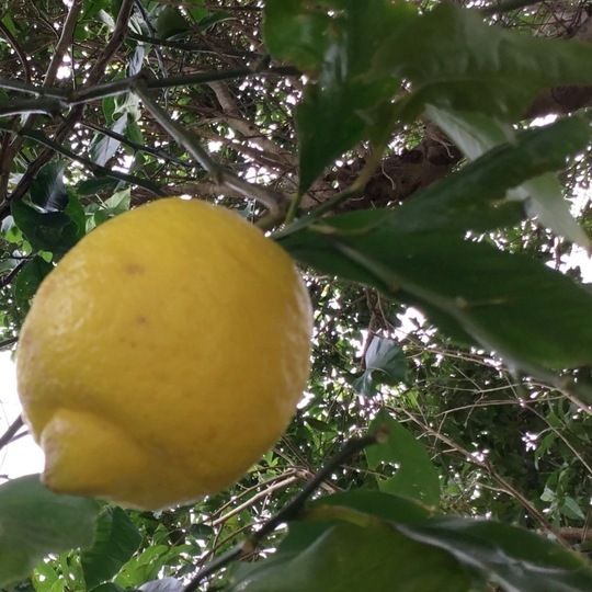 【北海道 沖縄のお客様用】国産 自家栽培 無農薬／無化学肥料〖訳アリ〗レモン《地元 えひめ産》